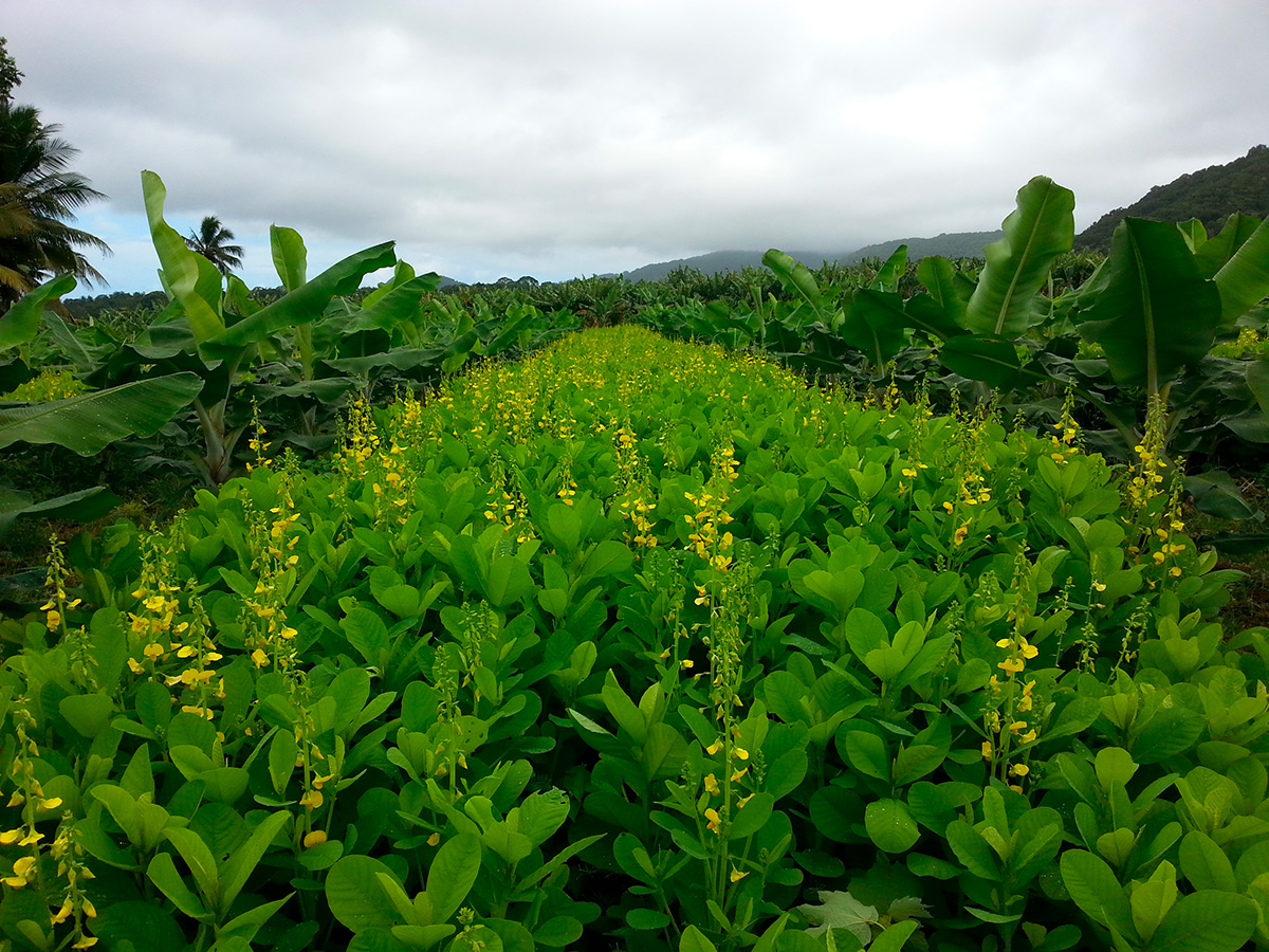 Bananiers avec des plantes de services © Tran Quoc